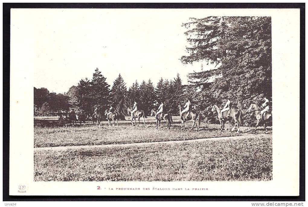 CPA ANCIENNE- FRANCE- CHEVAUX- (32)- PROMENADE DES ETALONS DANS LA PRIRIE- ELEVAGE DU DOCTEUR SEMPÉ- - Autres & Non Classés