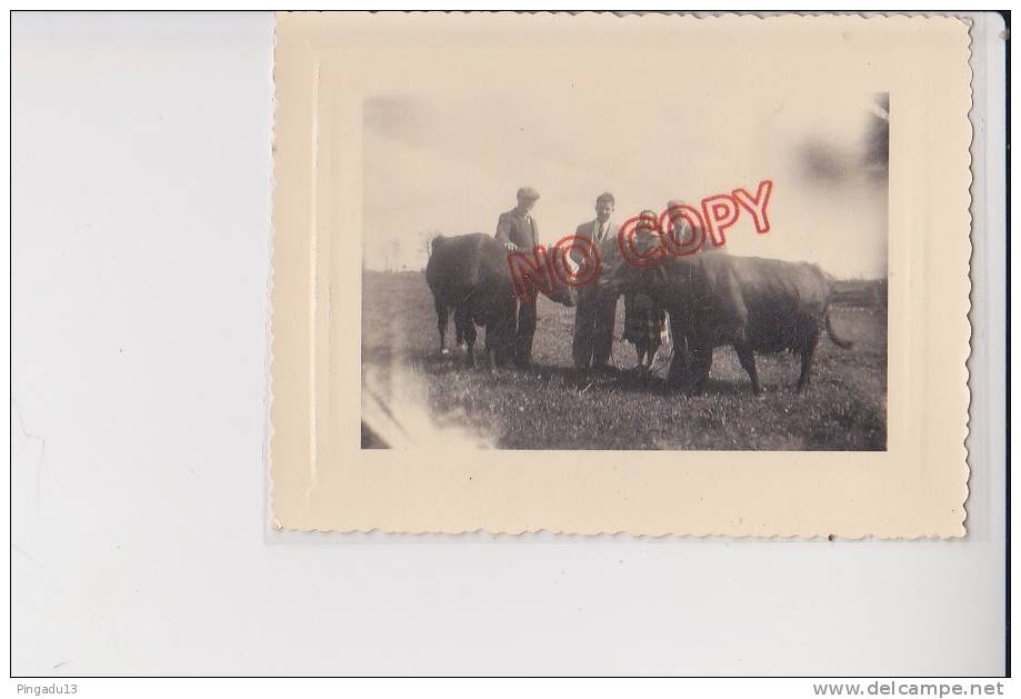 Pontanezen Brest Finistère Vache Taureau élevage 12 Avril 1952 - Lieux