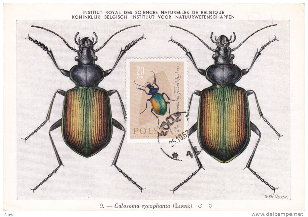 Carte-Maximum POLOGNE  N° Yvert  1140 (Calosoma Sycophanta) Obl Sp 1963 - Maximumkaarten