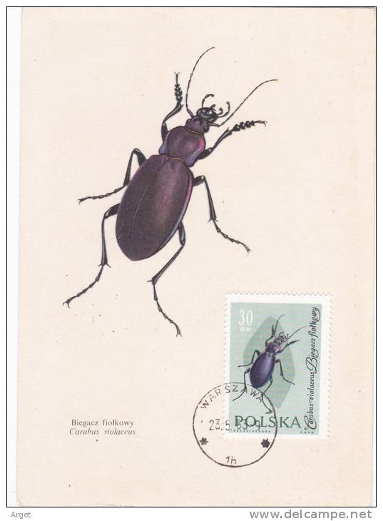 Carte-Maximum POLOGNE  N° Yvert  1141 (Carabus Violaceus) Obl Sp 1963 - Maximumkarten