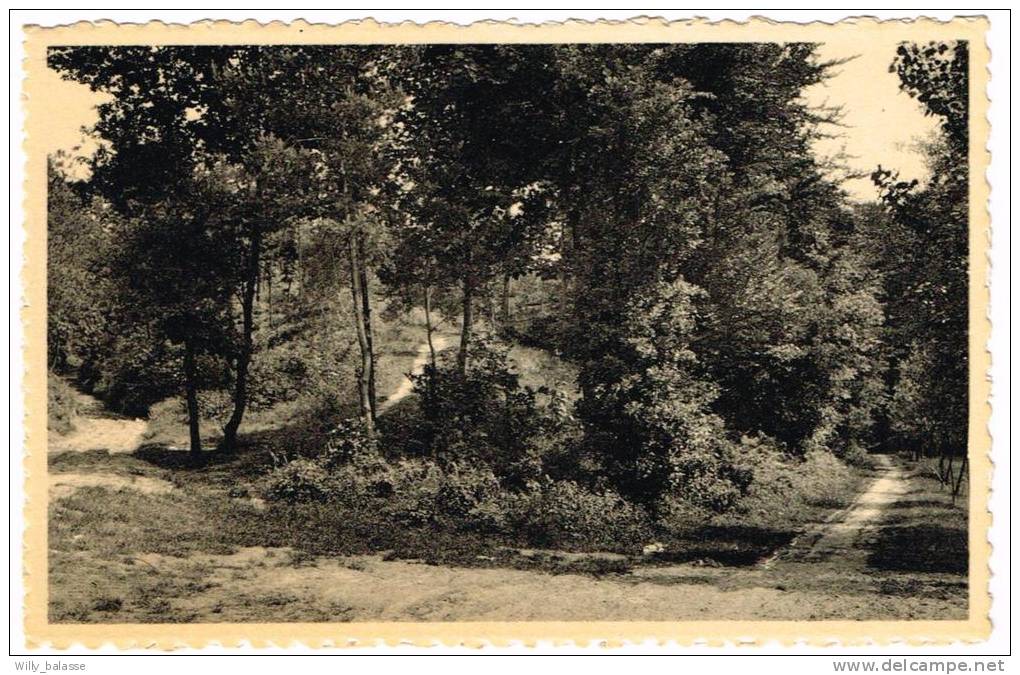 Postkaart / Carte Postale "Linkebeek - Bois De Schavey" - Linkebeek