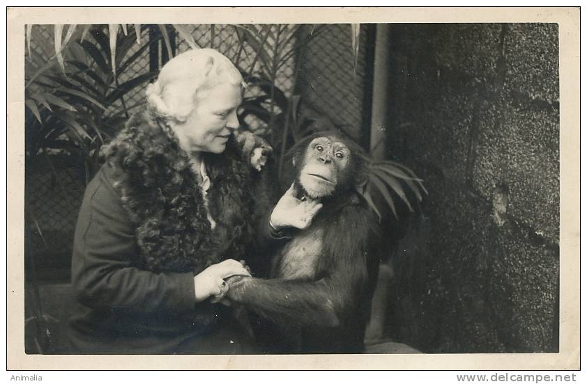 Carte Photo Vieille Femme Et Son Chimpanzé. Tendresse - Affen