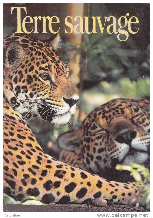 CPSM JAGUARS AU BELIZE PHOTO FOSTER TERRES SAUVAGES - Other & Unclassified