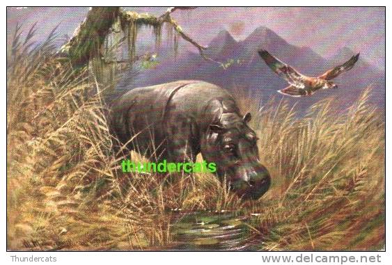 CPA ILLUSTRATEUR DESSIN ANIMAU SAUVAGE ** MULLER  ** ARTIST SIGNED WILD ANIMAL HIPPO - Hippopotamuses