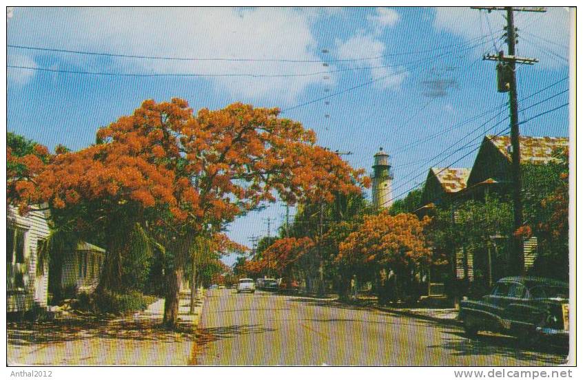 Key West Automobile Royal Poinciana Trees Along Simenton Street Key West FEB-15-1958 - Key West & The Keys