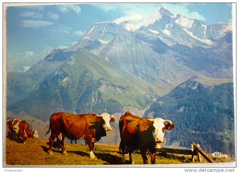 SAINT NICOLAS DE VEROCE ALPAGE VACHE PLATEAU DE LA CROIX - EDITIONS CIM - CPSM NON ECRITE CORRECTE - Autres & Non Classés