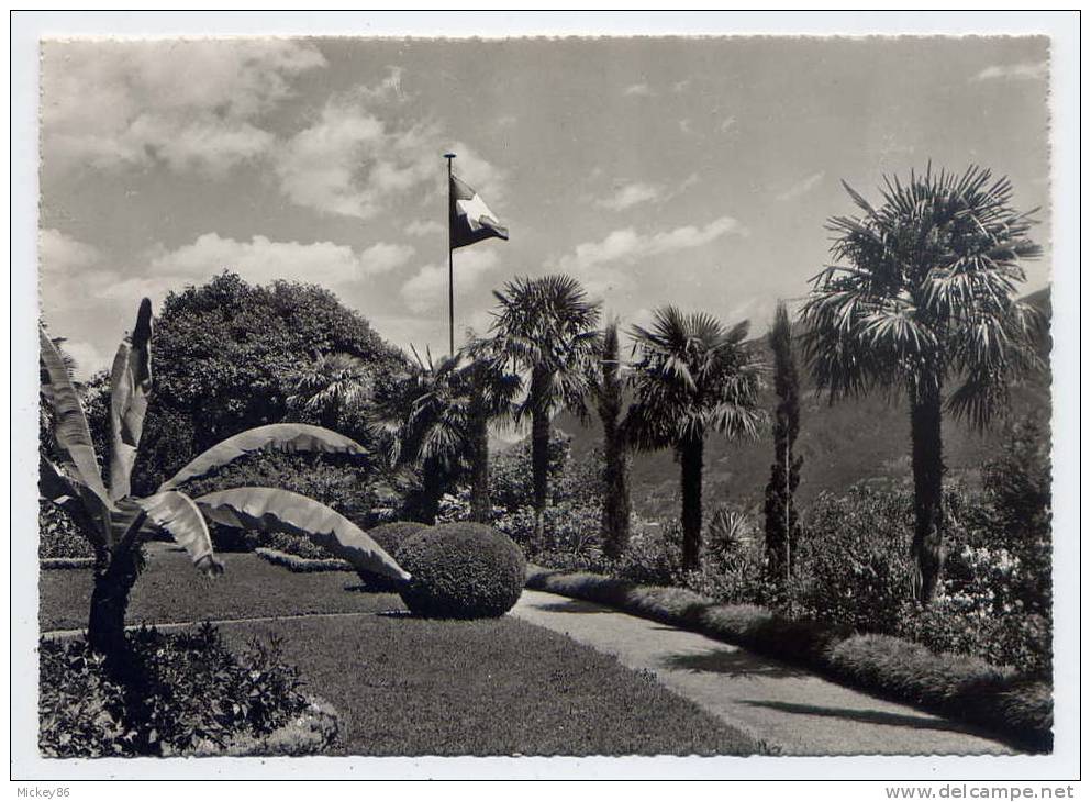 Suisse-TI----BRISSAGO - Hotel Brenscino, Gartenanlagen ,cpsm 10 X 15  Foto Kuchler - Brissago