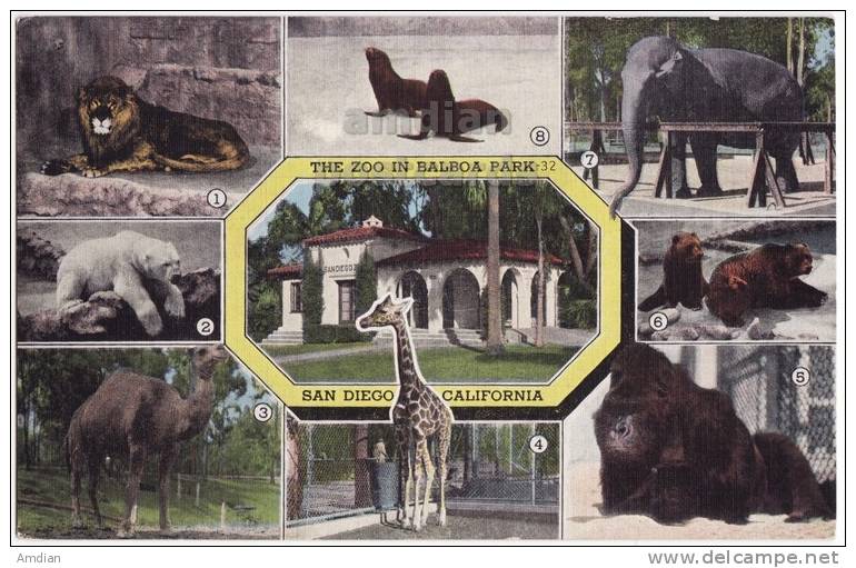 SAN DIEGO CA~BALBOA PARK ZOO~1950s ANIMAL VIEWS Postcard~GORILLA~CAMEL~GIRAFFE [c3693] - San Diego