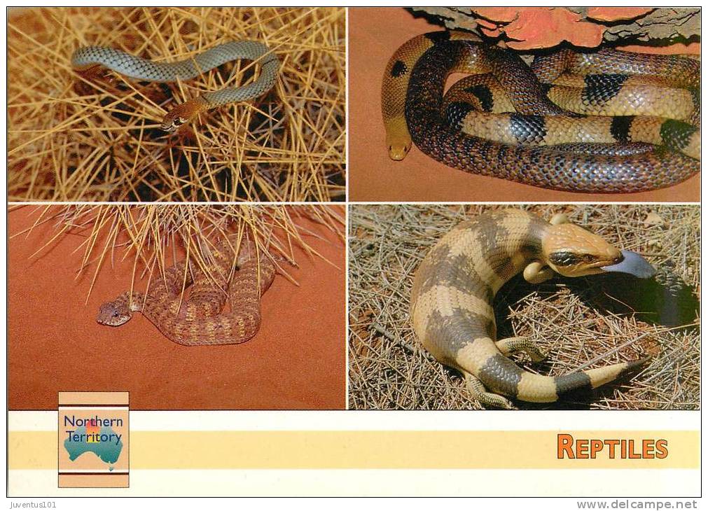 CPSM Australie-Australia-Reptiles-Serpents-Desert Death Adder   L1250 - Unclassified