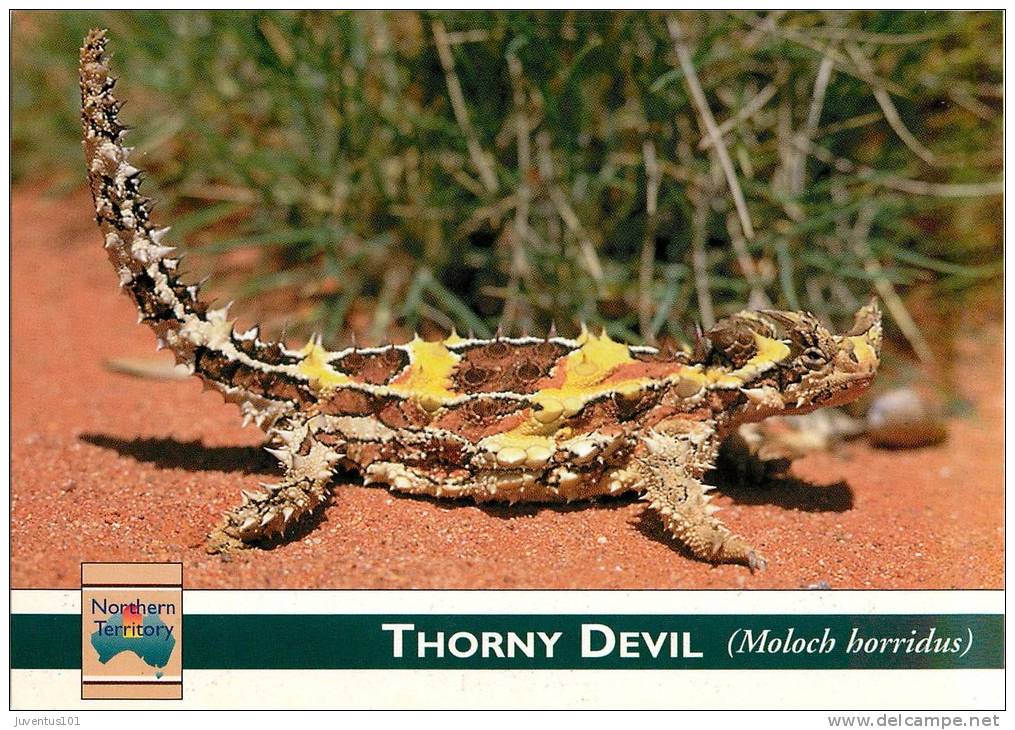 CPSM Australie-Australia-Reptiles-Thorny Devil   L1250 - Non Classés