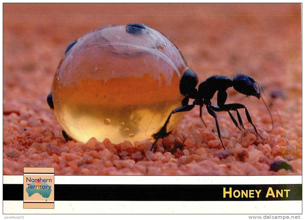 CPSM Australie-Australia-Insecte-Honey Ant   L1250 - Zonder Classificatie