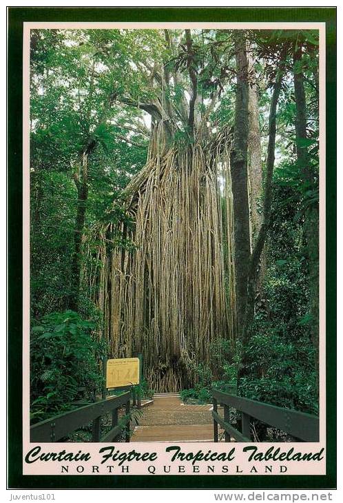 CPSM Austarlie-Australia-North Queensland-Curtain Figtree Tropical Tableland    L1250 - Atherton Tablelands