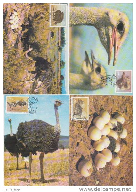South West Africa 1985 The Ostrich Set 4 Maximum Cards - Other & Unclassified