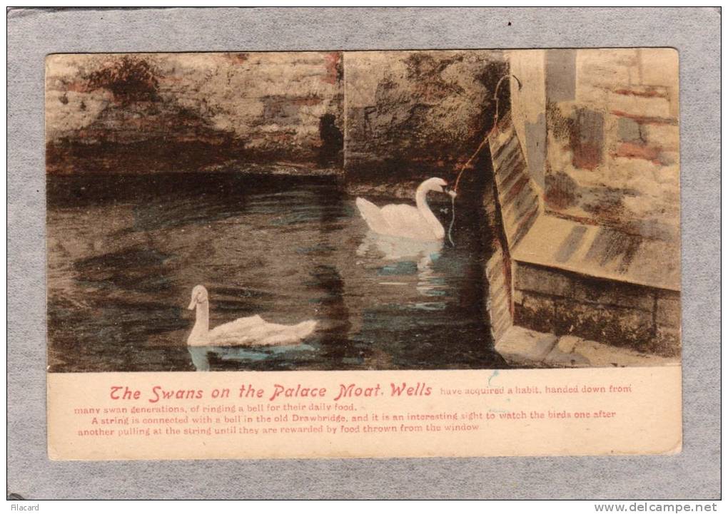 37503   Regno  Unito,  The  Swans  On  The  Palace  Moat. -  Wells,  NV - Wells