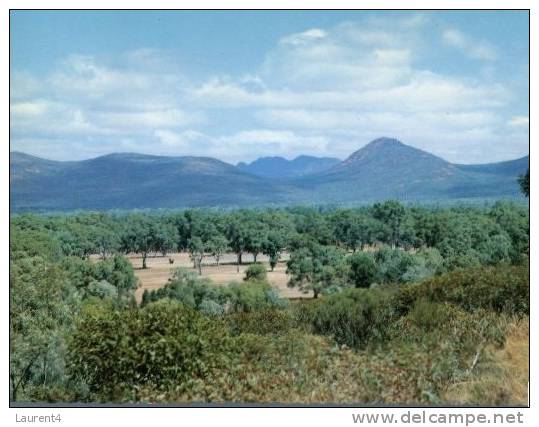 600) Australia - SA - Wilpena Pound - Flinders Ranges