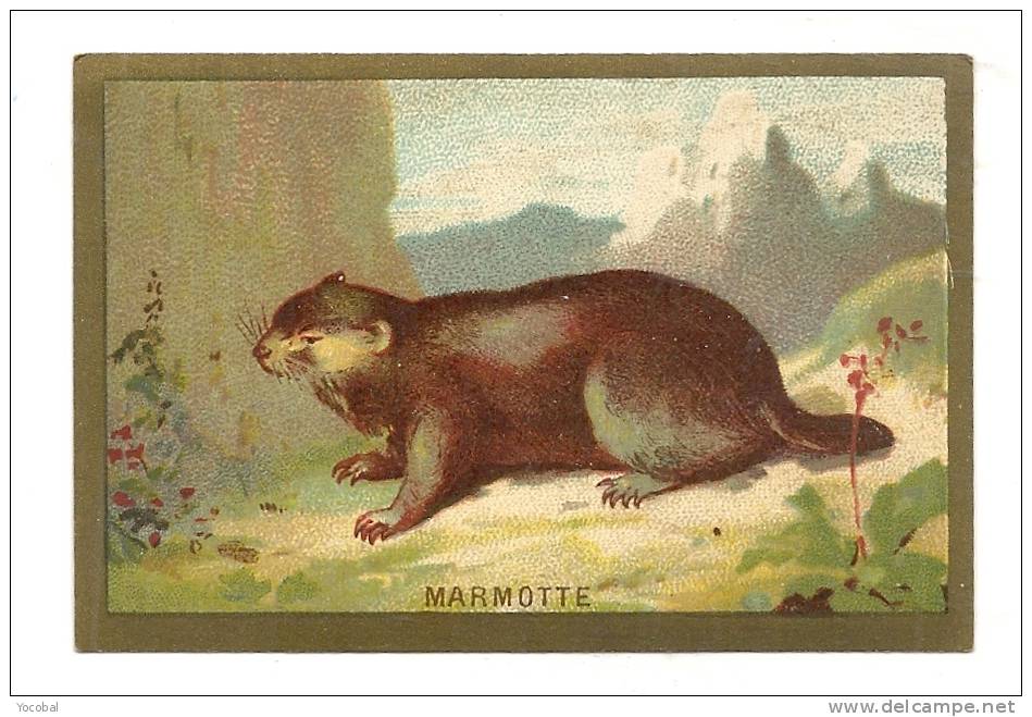 Chromos,  La Marmotte - Other & Unclassified
