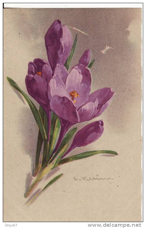 Carte Postale Fantaisie C.KLEIN - CROCUS - FLEUR   - Illustrateur -VOIR 2 SCANS - - Klein, Catharina