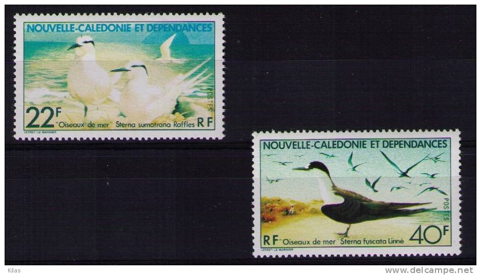 NEW CALEDONIA 1978 SEAGULLS  Birds MNH - Seagulls