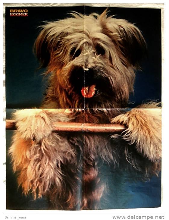 Musik Poster  - Adam & And The Ants  -  Rückseitig Boomer Hund  -  Ca. 40 X 51,5 Cm  -  Von Bravo  Ca. 1982 - Plakate & Poster