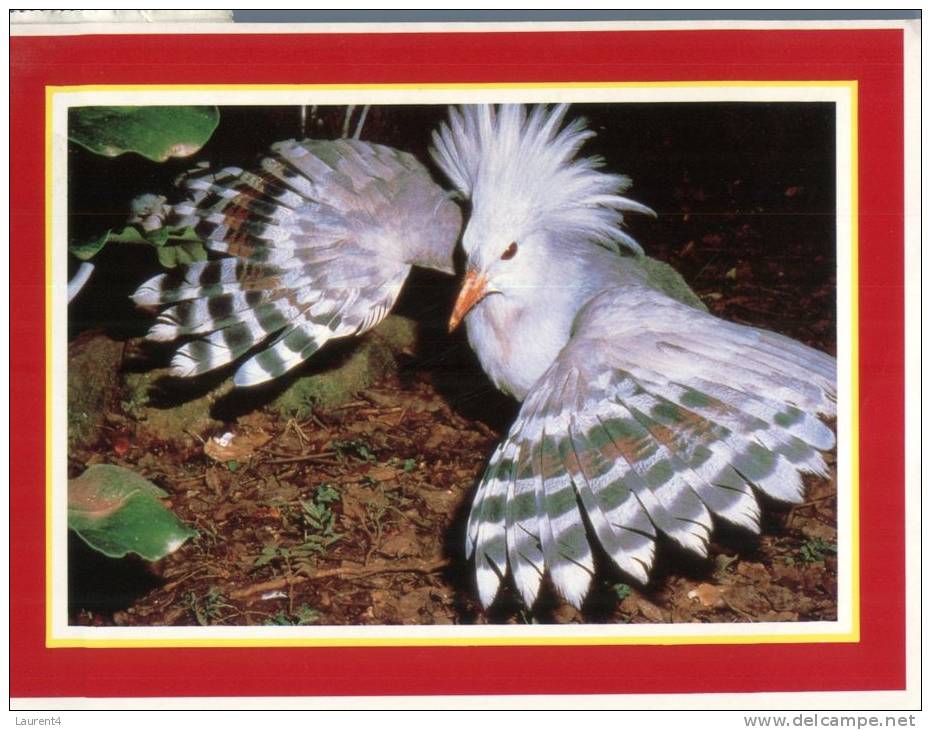 (987) New Caledonia - Nouvelle Calédonie - Le Cagou Bird - Nuova Caledonia