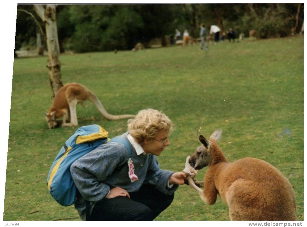 (234) Australia - Feeding Kangaroo (but Posted From Austria !) - Outback