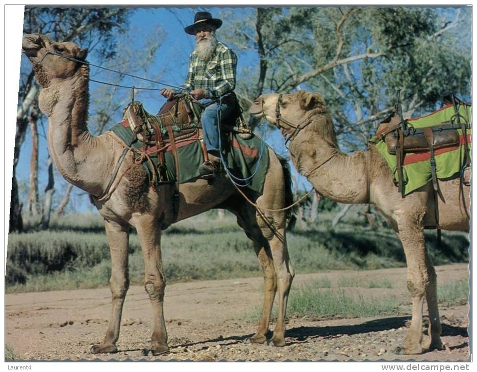 (234) Australia - NT - Camel Transport In Central Australia - Sin Clasificación