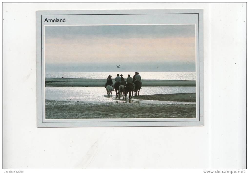 BT4672 Ameland Horses Chevaux   2 Scans - Ameland