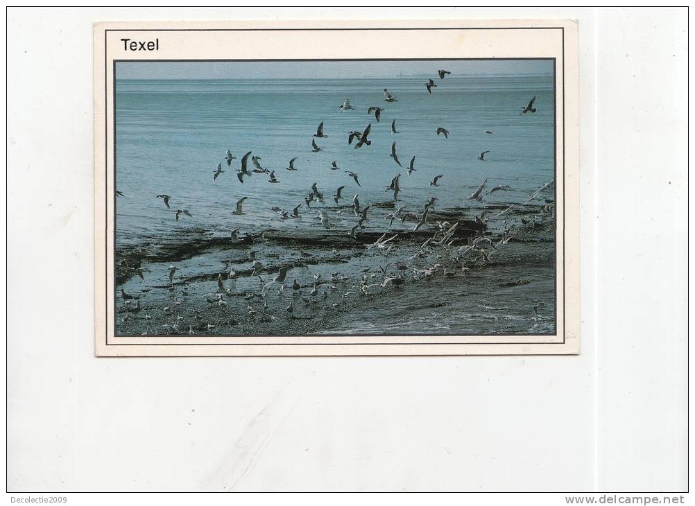 BT4741 Texel Birds Oisseaux   2 Scans - Texel