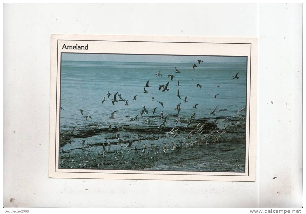 BT4742 Ameland  Birds Oisseaux   2 Scans - Ameland