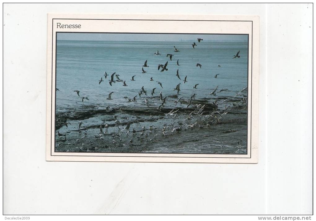 BT4743 Renesse   Birds Oisseaux   2 Scans - Renesse