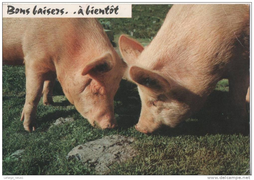 Cochons - Pigs