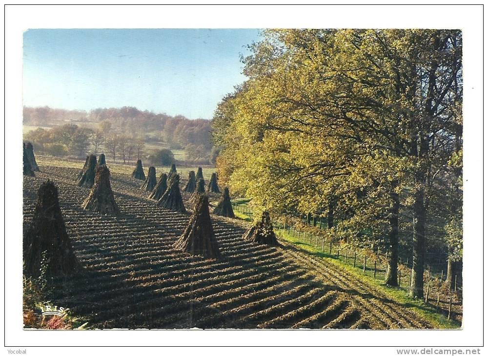 Cp, Limousin, L'Automne En Limousin, Travaux Des Champs, La Récolte Des Topinambours - Limousin