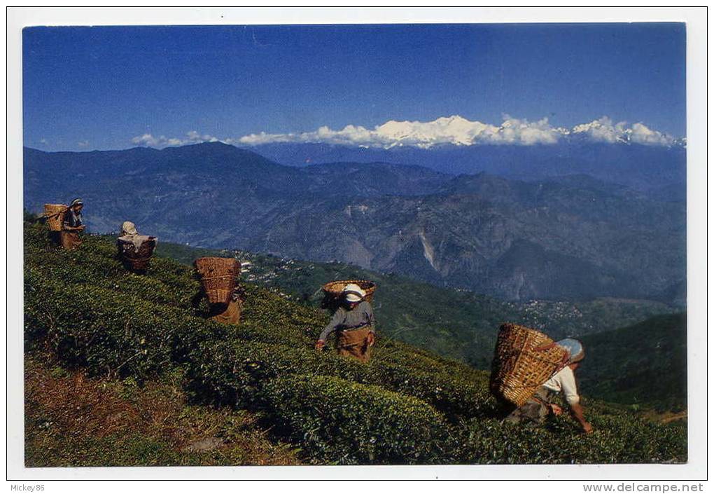 -carte Publicitaire Des Magasins Darjeeling---Inde--TEA PLUCKING--DARJEELING--Réc Olte Du Thé (animée)  éd Elar - Publicité