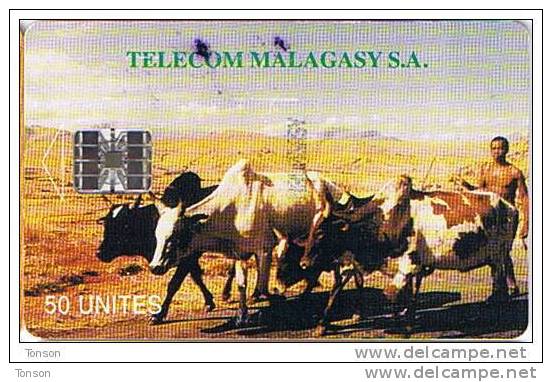 Madagascar,  MDG-07, 50 Units, Zebus , Cows, Animals, 2 Scans - Madagaskar