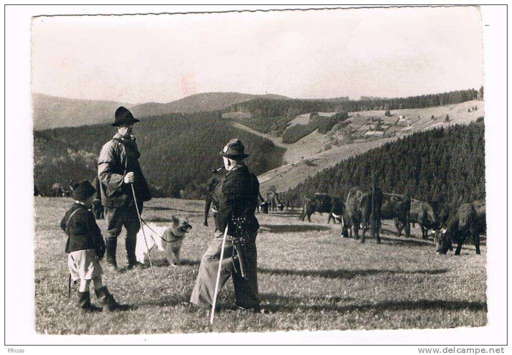 D3709:    CLAUSTHALER-ZELLERFELD : Kuherde - Clausthal-Zellerfeld