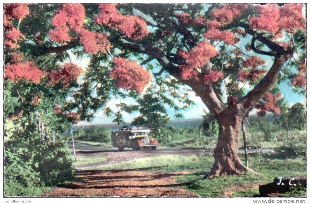 LA REUNION - FLAMBOYANT - CPSM - AUTOMOBILE - Autres & Non Classés