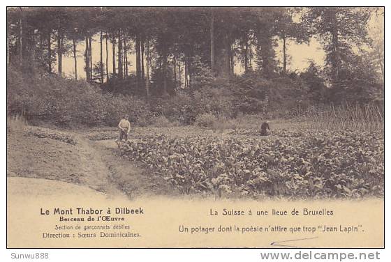 Dilbeek - Le Mont Thabor - Un Potager (animée, RARE, Zedzaam) - Dilbeek