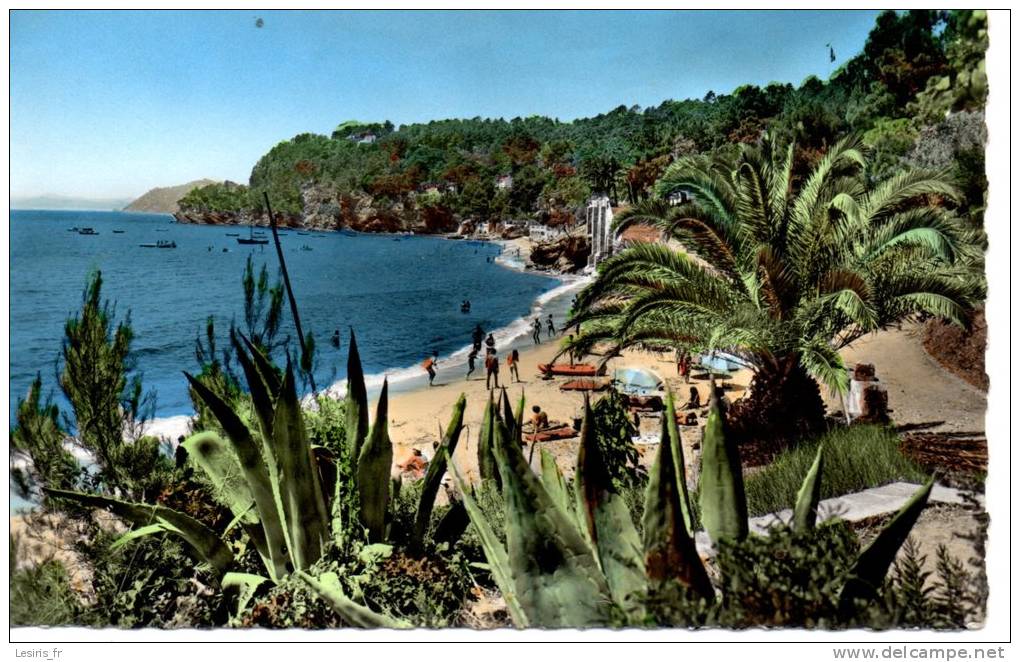 CP - PHOTO - LE RAYOL - LA PLAGE - BX 68 - NOVARINO - MAR - Rayol-Canadel-sur-Mer