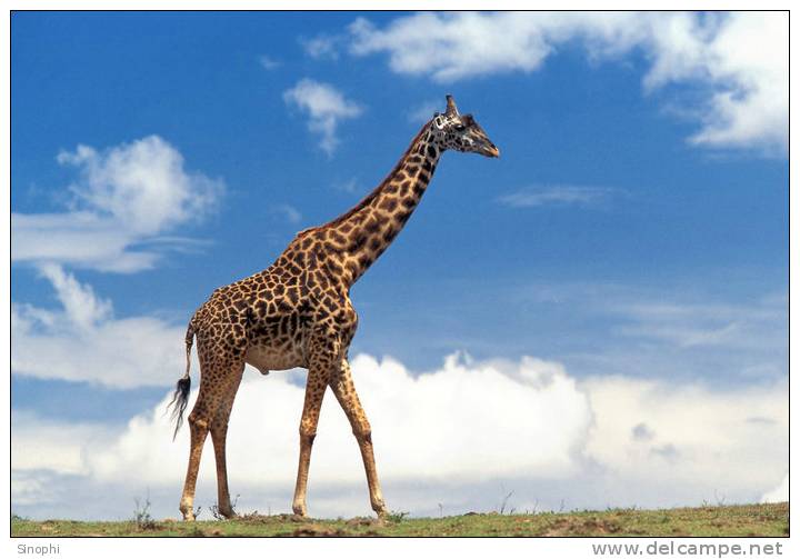 S37-091  @  Giraffes  , Postal Stationery -Articles Postaux -- Postsache F - Giraffes