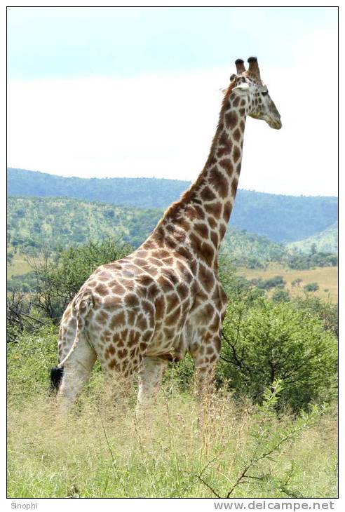 S37-093   @  Giraffes  , Postal Stationery -Articles Postaux -- Postsache F - Giraffes