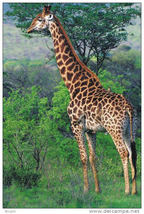 S37-097   @  Giraffes  , Postal Stationery -Articles Postaux -- Postsache F - Giraffes