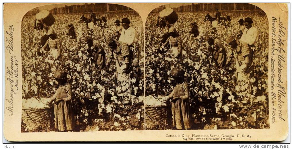 7488  - U.S.A. - Photo Stéreo Originale COTTON IS KING, PLANTATION SCENE, GEORGIA USA 1895  Ramassage Du Coton  RARE - Photographs