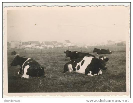 Oudegem  Kleine Zeldzame Foto 1939 - Dendermonde