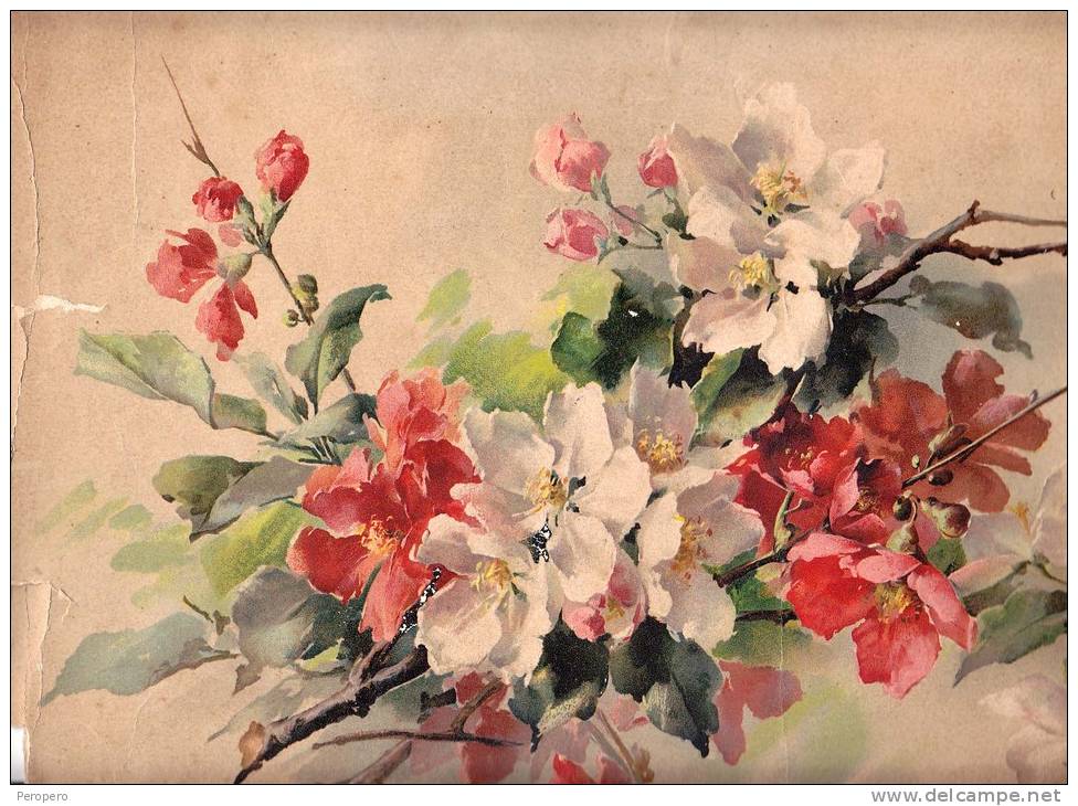 IMAGES Litografia BLUMEN  DIMEN.30 X 51 Cm,CATHARINE KLEIN - Fleurs