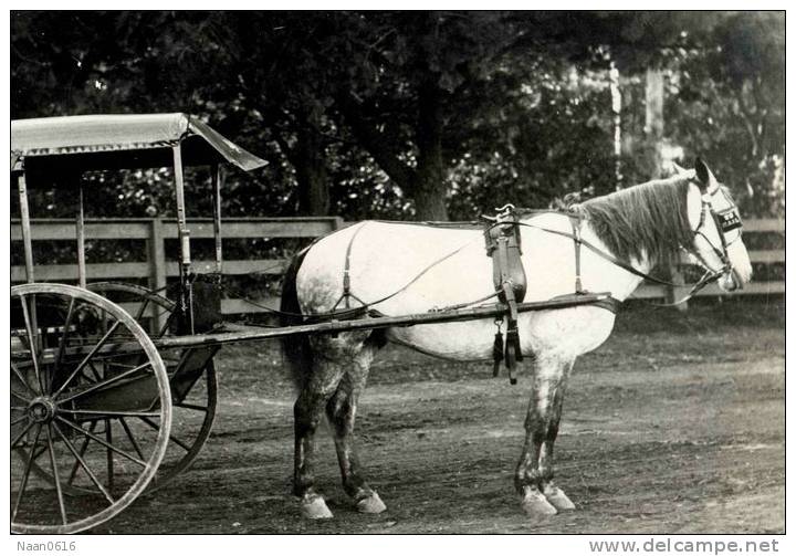 (N47-002  )   Horse   Postal Transport  , Postal Stationery-Entier Postal-Ganzsache-Postwaar Destuk - Altri & Non Classificati