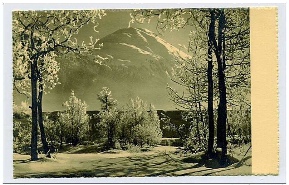 Cartolina: Bosco Con La Neve. Foto Albert Steiner_ Non Viaggiata_ 1943. Ed Sciliaria - Altri & Non Classificati