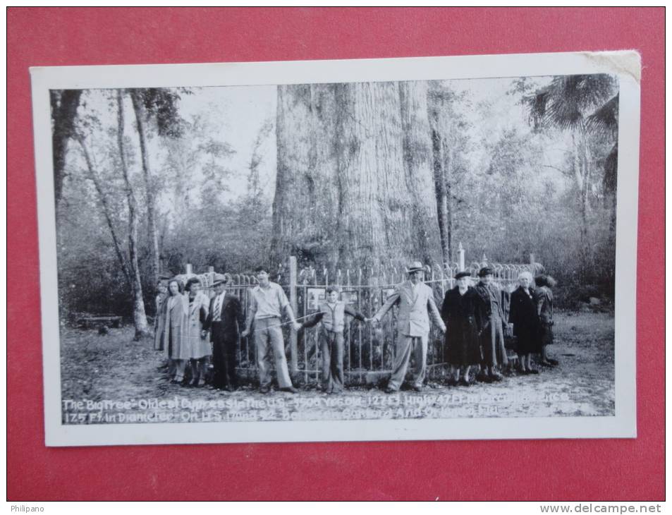 Florida   Oldest & Largest Tree In The US  Florida Ref  889 - Autres & Non Classés