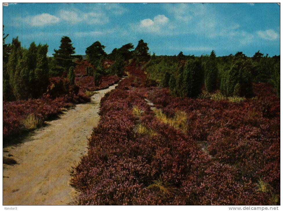 Lüneburger Heide - Lüneburger Heide