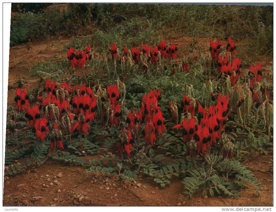 (202) Australia - Sturt's Desert Pea Flowers - Outback