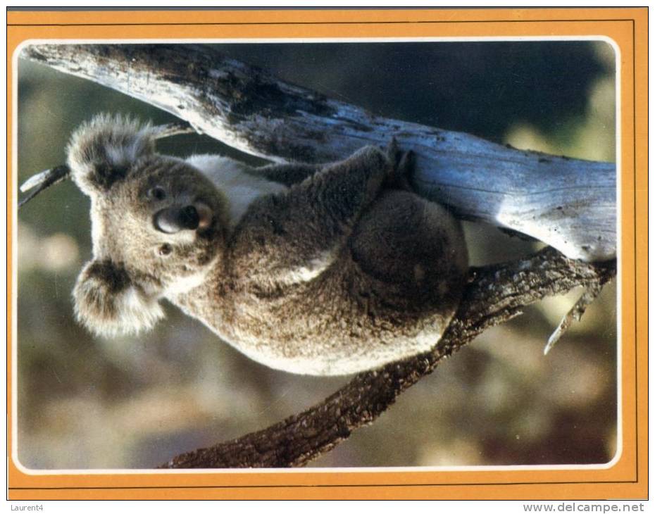 (202) Australia - Koala In Tree - Outback